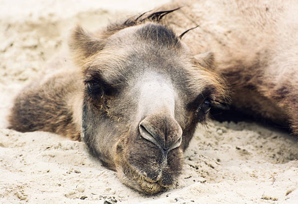 Desert tours in Dubai, UAE