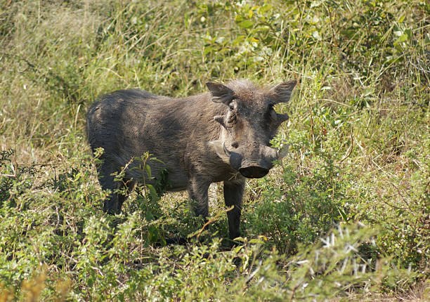 istock Warthog in South Africa 484512098