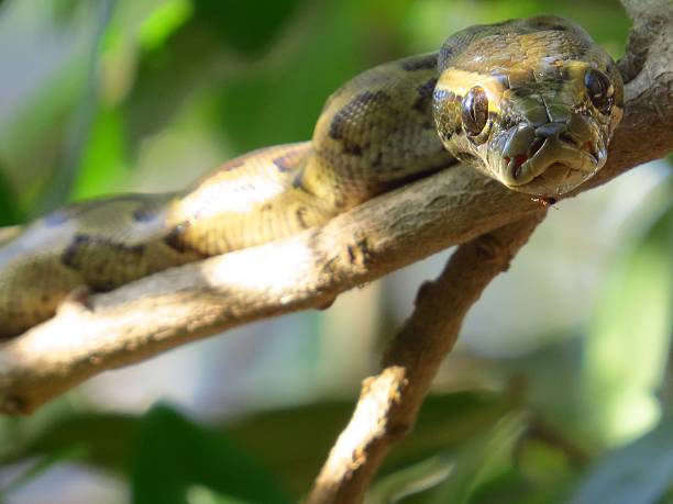 60+ Wicked African Snake Stock Photos, Pictures & Royalty-Free Images ...