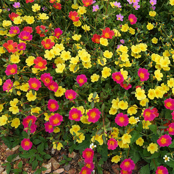 istock Portulaca flowers at the garden. 484515673