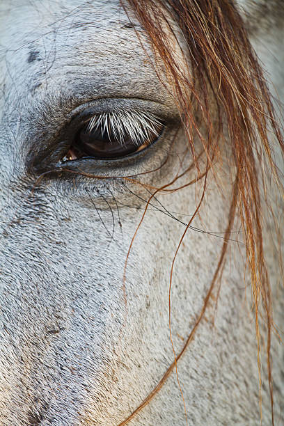 istock Head of horse 484515825