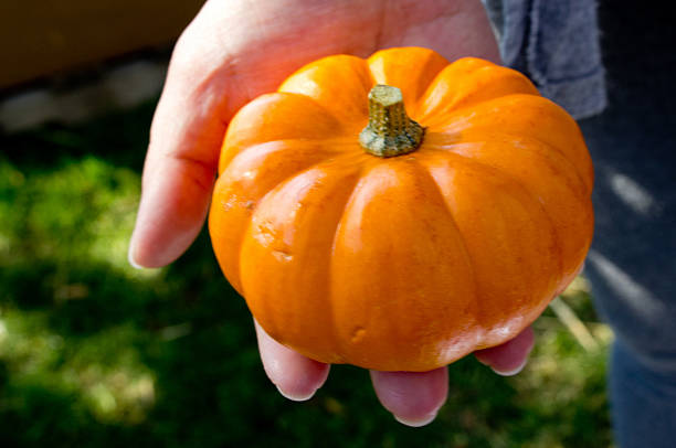 hand size pumpkin stock photo