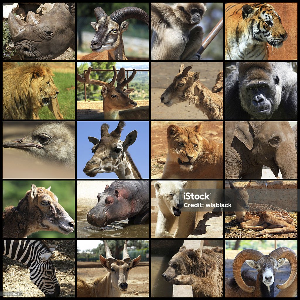 Animals Collage Stock Photo - Download Image Now - Animal, Composite Image,  Africa - iStock