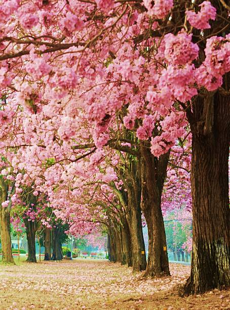 istock Pink flower trees is  romantic  background 484517235