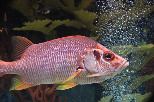 red fish in the sea stock photo