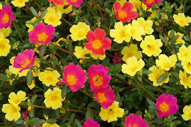 istock Portulaca flowers at the garden. 484517837