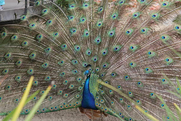 Peapeacock feathers stock photo