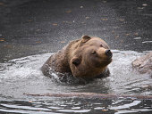 Brown bear spraying water from its head