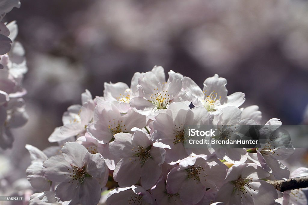 Spring White White flowers in spring.  Blossom Stock Photo