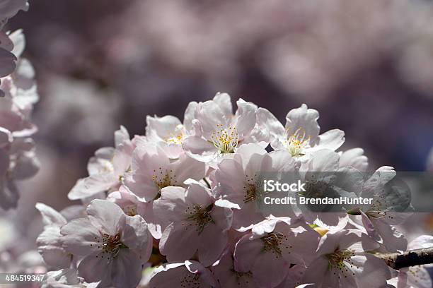 Spring White Stock Photo - Download Image Now - Blossom, Botany, Branch - Plant Part