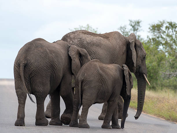 istock elephants crossing the road 484519503