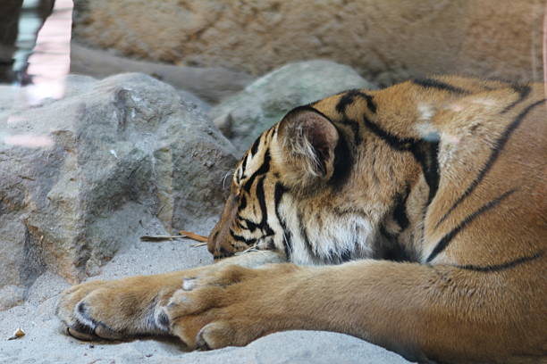 sleeping tiger stock photo