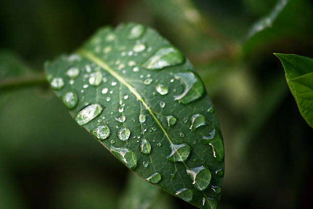 istock Water drops on green leaves 484519771