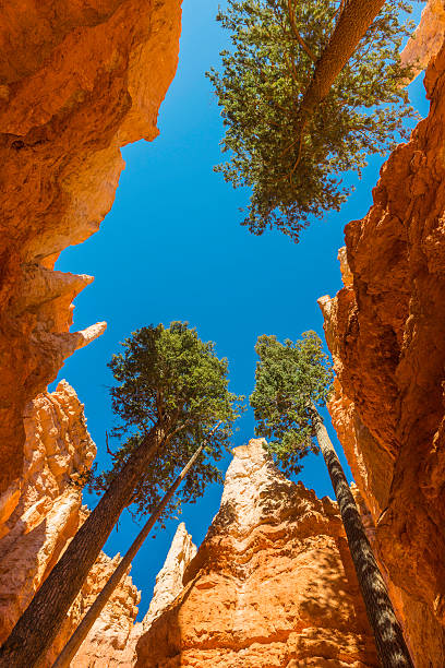 istock Pine trees soaring into light Bryce Canyon National Park Utah 484520233
