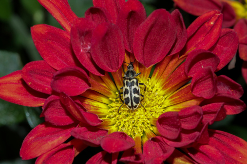A red paddle shaped peddal flower with a yellow inner disk and a black and yellow spotted flower beetle