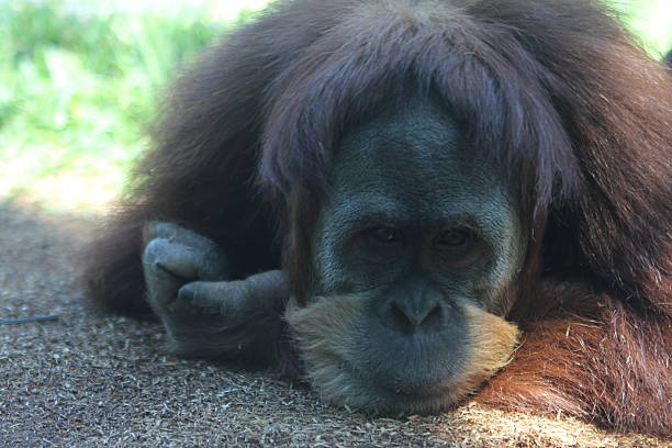 Sad Orangutan stock photo