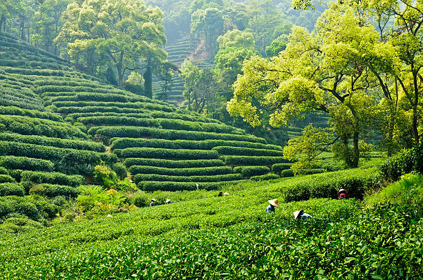 ханчжоу чай плантации - tea pickers стоковые фото и изображения