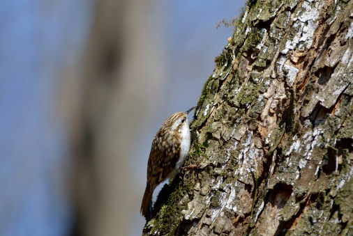 Eurasian treecreeper (Certhia familiaris) pine trunk