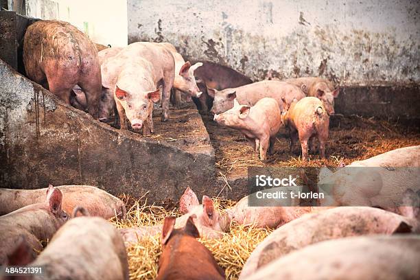 Датский Farmlife — стоковые фотографии и другие картинки Конюшня - Конюшня, Свинья - Копытное животное, Дания