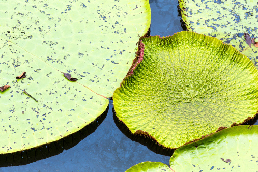 A pond with decorative green leaves in the park.