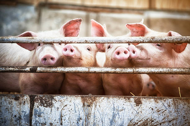 Four little pigs. Happy pigs living  on organic ecological farm in Denmark.. pig photos stock pictures, royalty-free photos & images