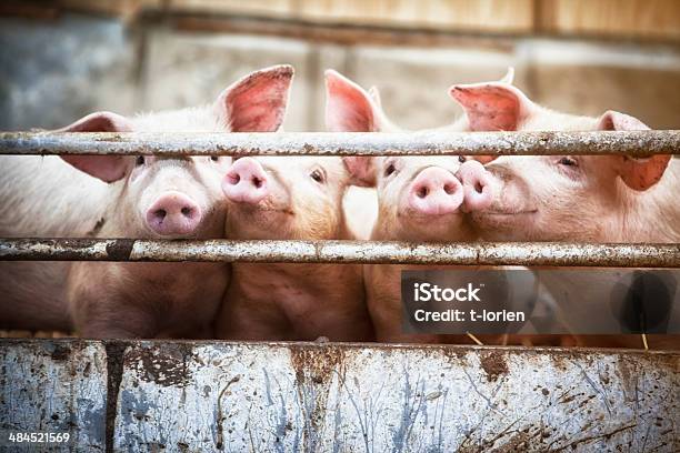 Four Little Pigs Stock Photo - Download Image Now - Pig, Farm, Pork - iStock