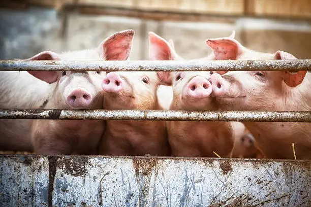 Photo of Four little pigs.