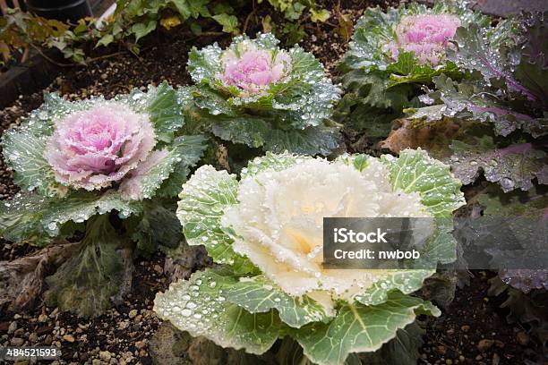 Colorful Healthy Kale Stock Photo - Download Image Now - Abstract, Cabbage, Colors