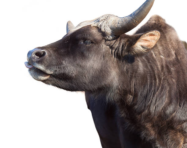 istock portrait of a bull isolated 484521799