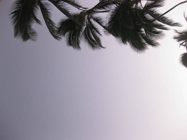 Purple Hues Sunset with Palm Trees