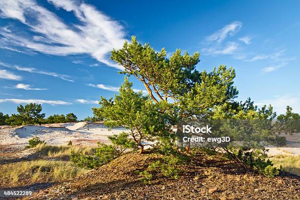 Pine Trees On The Dunes Stock Photo - Download Image Now - National Park, Adventure, Beauty In Nature