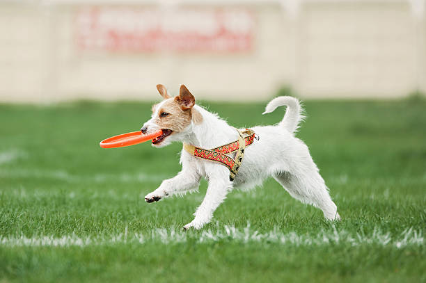 istock small dog running with disk in its mouth 484525308
