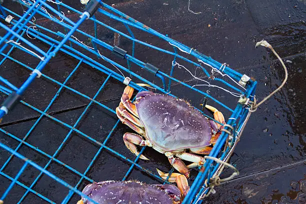 Freshly caught Dungeness crab in a blue crabbing cage on the Pacific Coast of North America. Dungeness crabs have delicious meat and are sustainably caught.