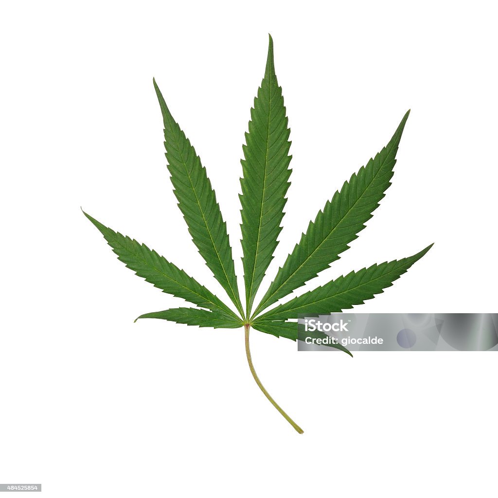 real cannabis leaf Marijuana leaf isolated on white background 2015 Stock Photo