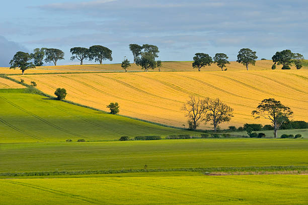 istock The young shoots of grain on the background 484525886