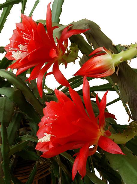 istock cactus pot plant with red flowers 484527062