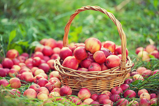 istock Basket with red apples on the grass 484527070