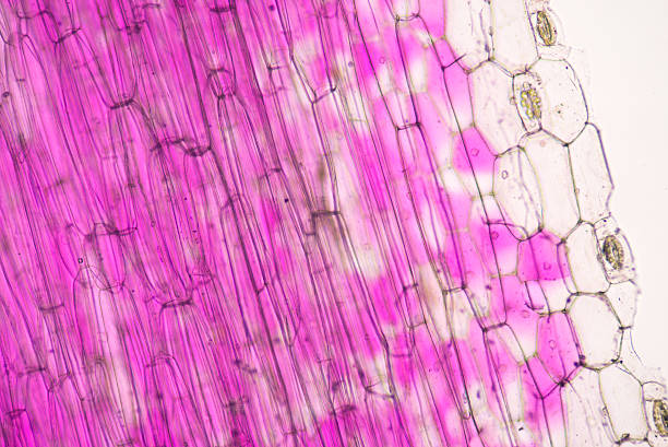 istock microscopic view of the leaf surface showing plant cells. 484527316