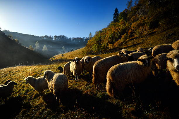 istock flock of sheep on mountain pasture 484527356