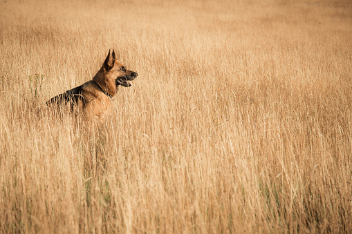 PORTRAIT: Cute shepherd dog sits calmly on top of the meadow in golden light. Adorable and obedient young doggo enjoys being outdoors and observing the nearby pasture on a beautiful sunny autumn day.
