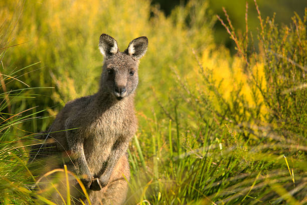 Kangaroo Face to Face Australian Marsupial Kangaroo Face to Face Australian Marsupial. Canon 5dMkii Lens EF70-200mm f/2.8L USM +1.4x ISO 50 wallaby stock pictures, royalty-free photos & images