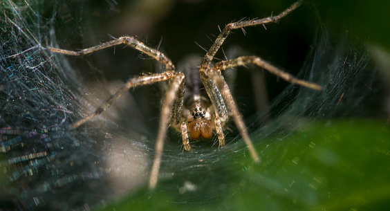 Spiders are waiting for prey on spider webs