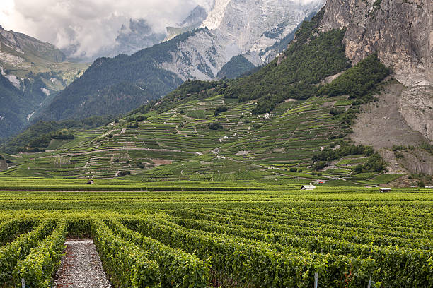 Vineyards in the Valais Canton stock photo