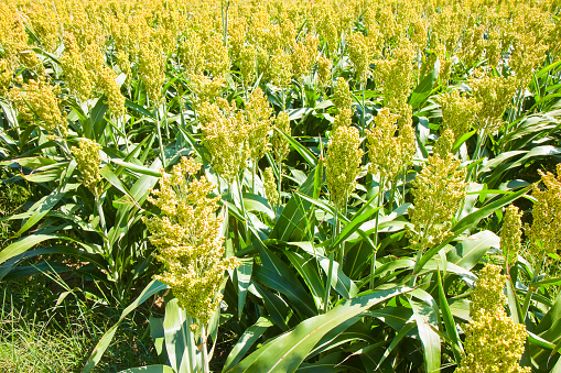 Grain sorghum green field
