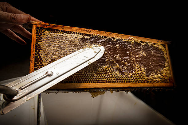istock beekeeper removed the beeswax from an honeycomb 484531358