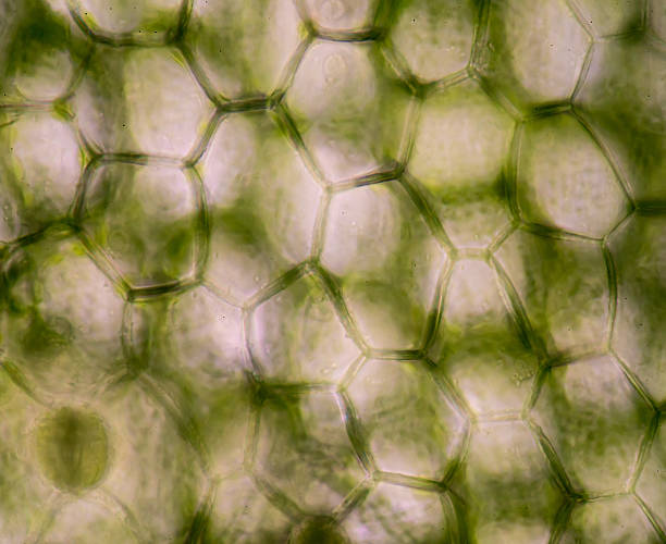 istock microscopic view of the leaf surface showing plant cells. 484531380