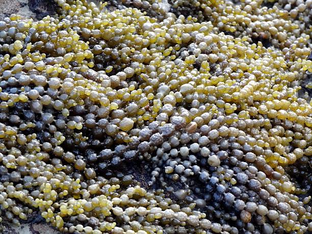 istock Close up of seaweed beads on rocky shore 484531488
