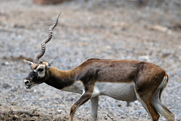 Blackbuck Stock Photo - Download Image Now - 2015, Animal, Animal Wildlife - iStock Blackbuck Stock Photo - Download Image Now - 2015, Animal, Animal Wildlife - iStock