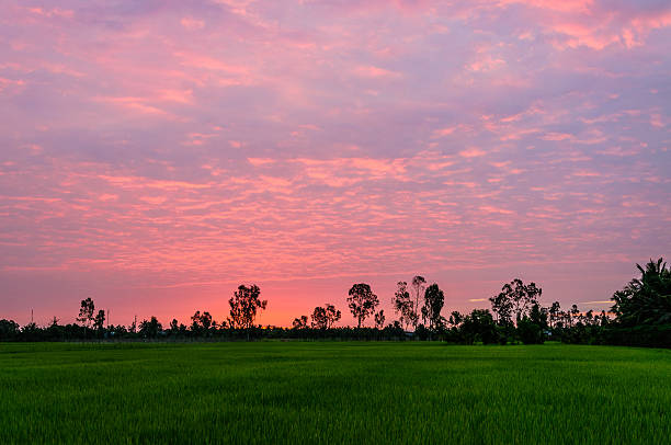 Dawn on rice fields at Ben Tre province, Vietnam