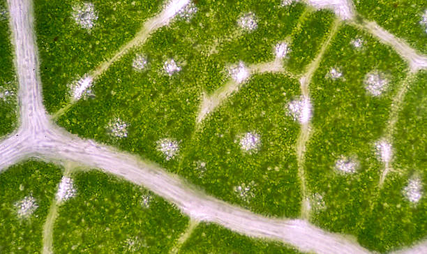 istock microscopic view of the leaf surface showing plant cells. 484538116